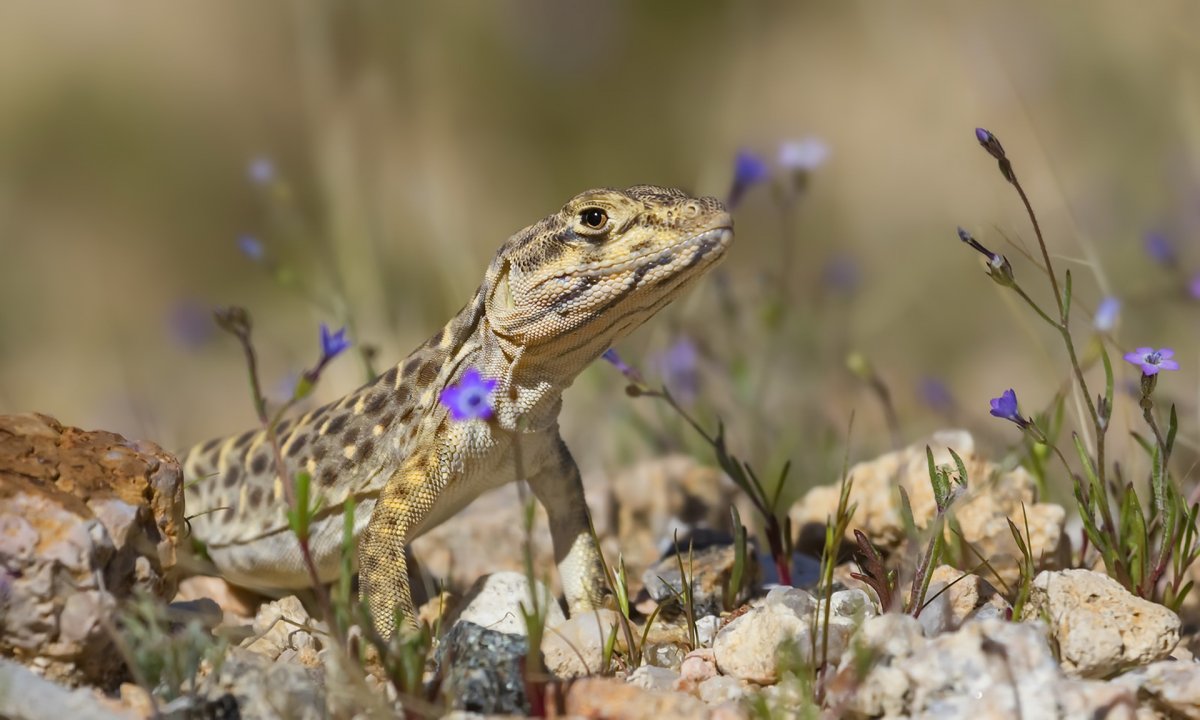 Фельзума орната