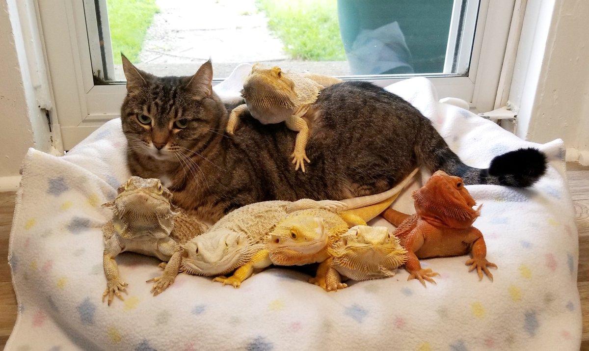 Кошка черепаха