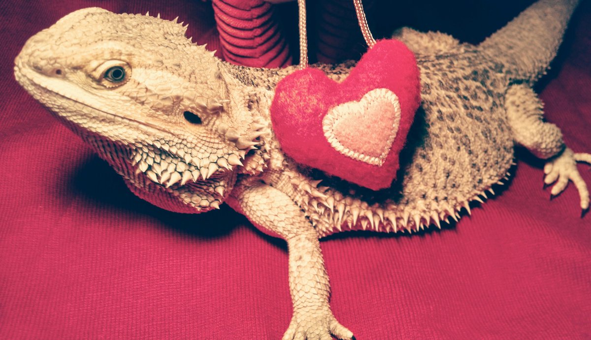 Доброе утро котики обнимаются