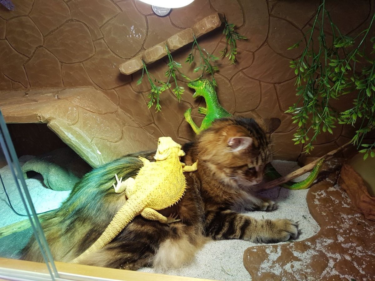 Домашняя ящерица и кошка