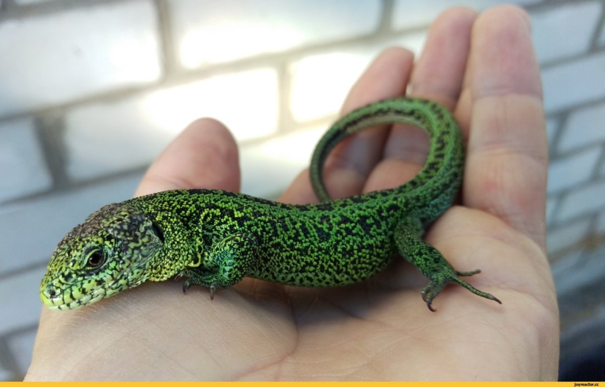 Углифарм ящерица