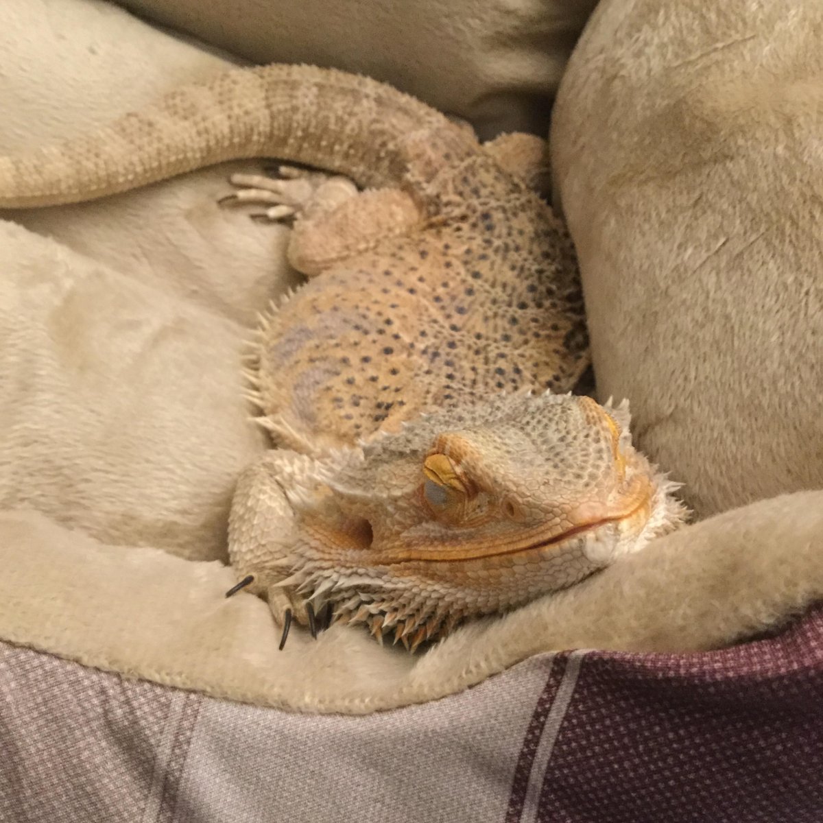 Бородатая агама морфы