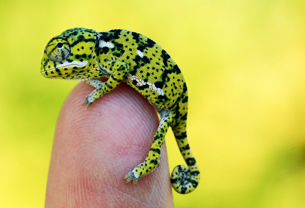 Эублефар Блэк Найт