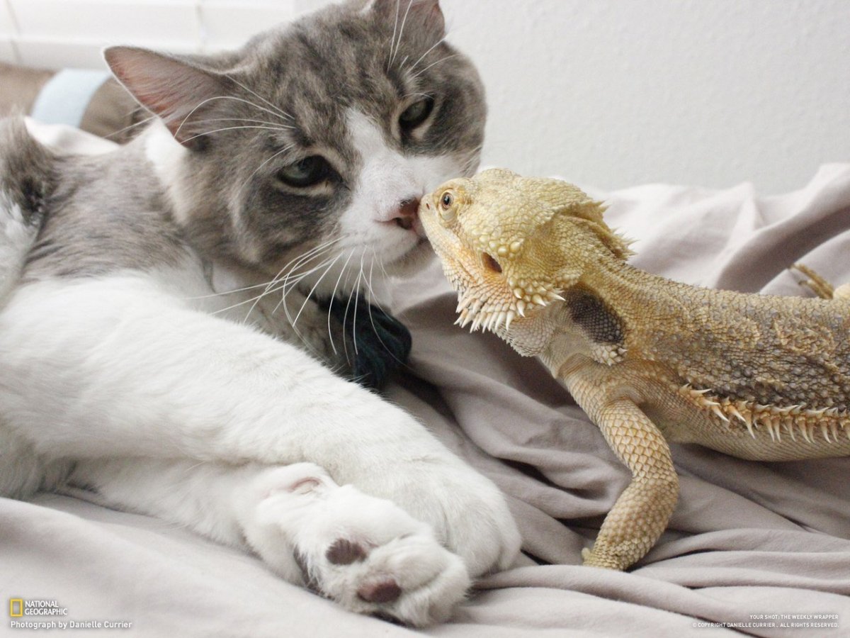 Кошка и ящерица
