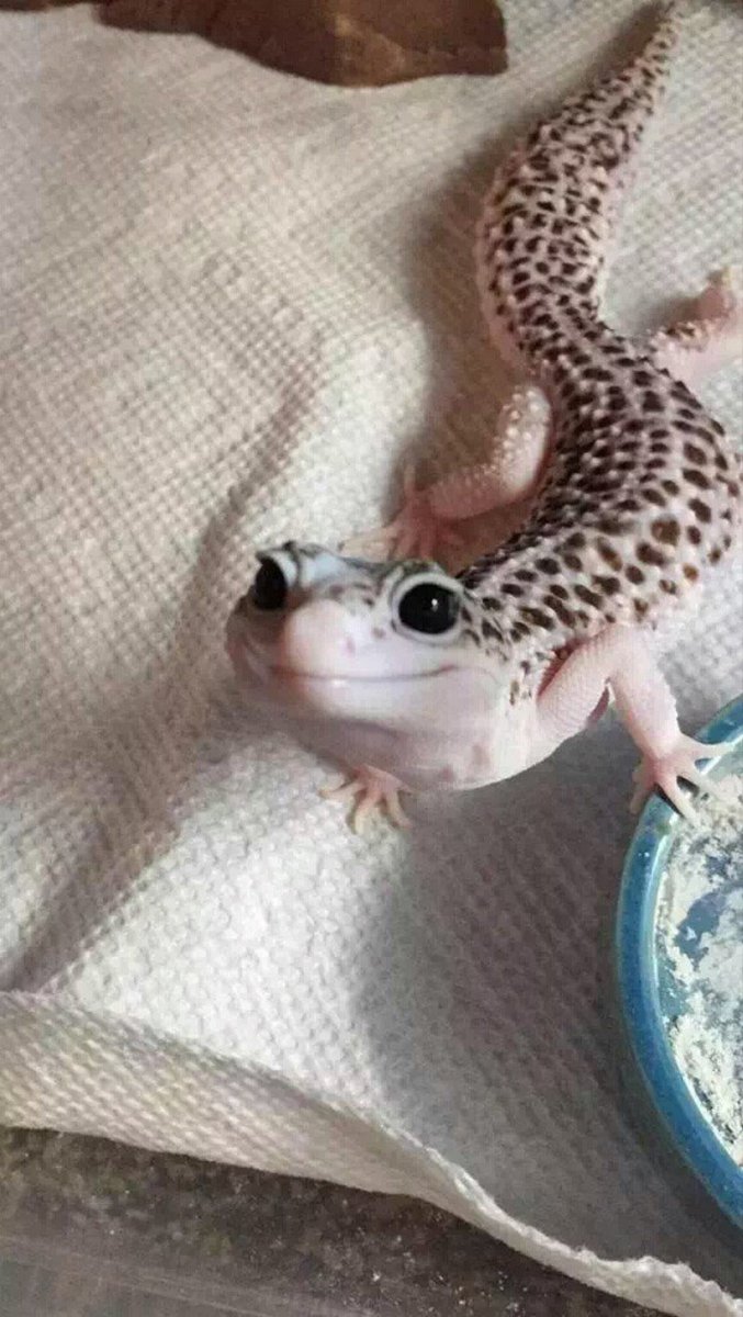 Кошачий геккон