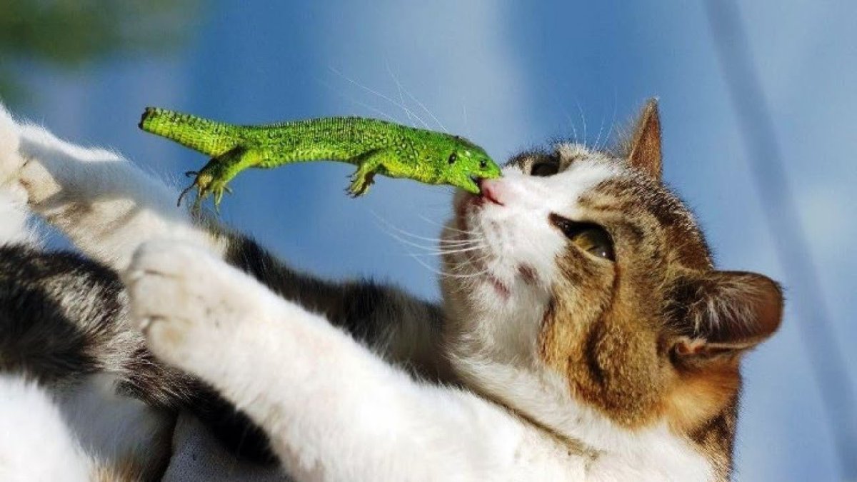 Капский карликовый геккон