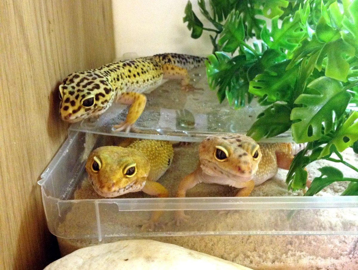 Кошка ловит ящериц