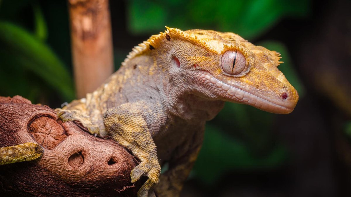 Домашний геккон эублефар