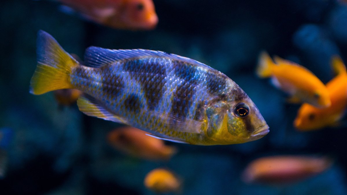 Псевдотрофеус Зебра оранжевая