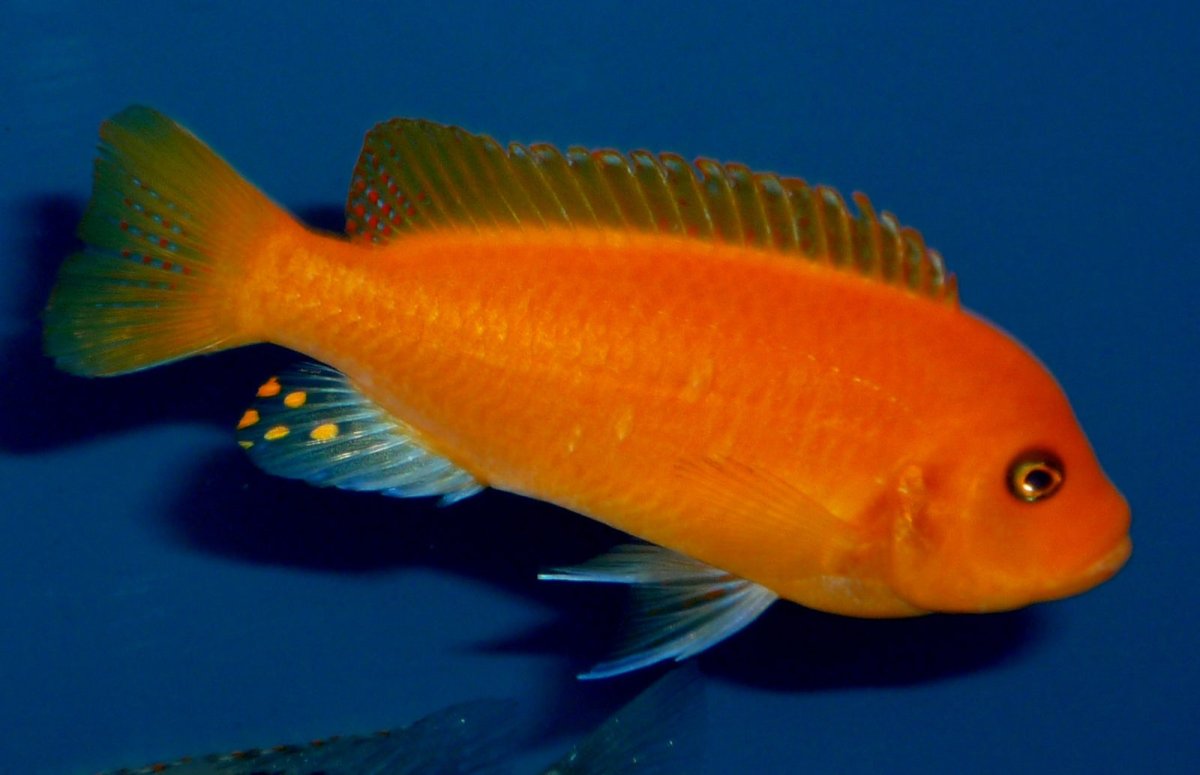 Лабидохромис оранжевый