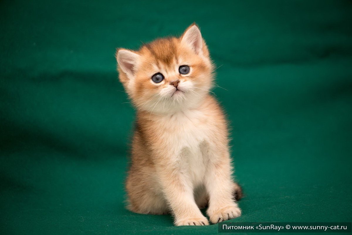 Шотландская кошка Золотая шиншилла