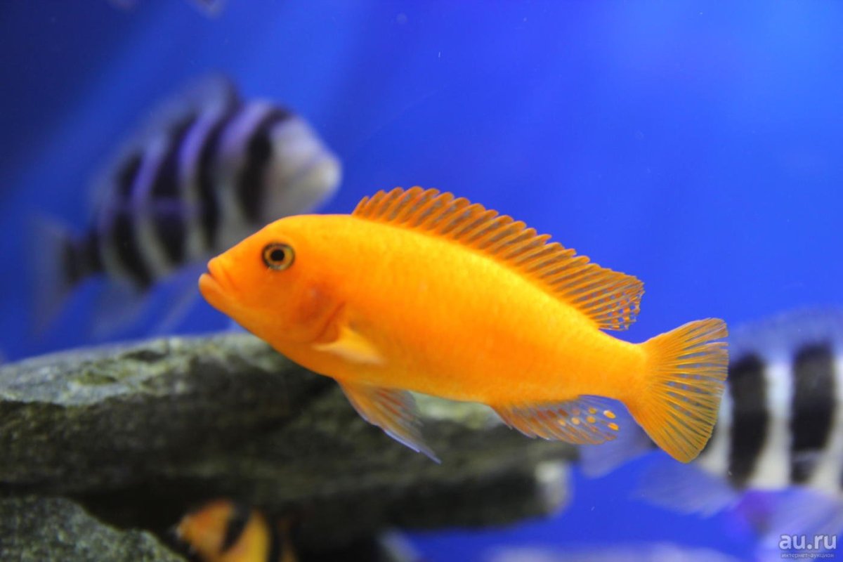 Трёхгибридный попугай красный