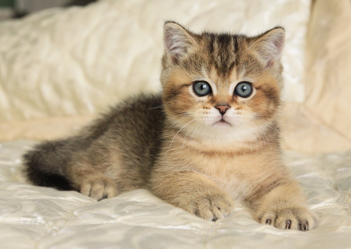 Шотландская вислоухая кошка