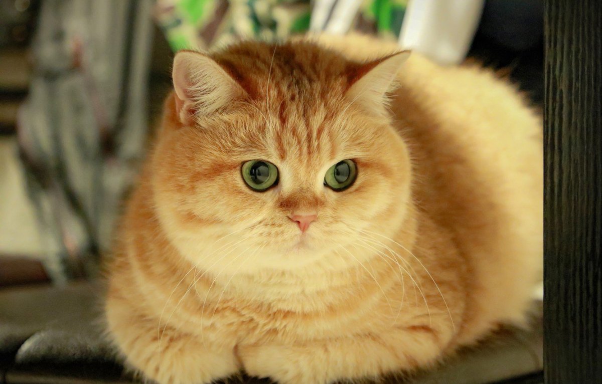 Хосико кот порода золотистая шиншилла