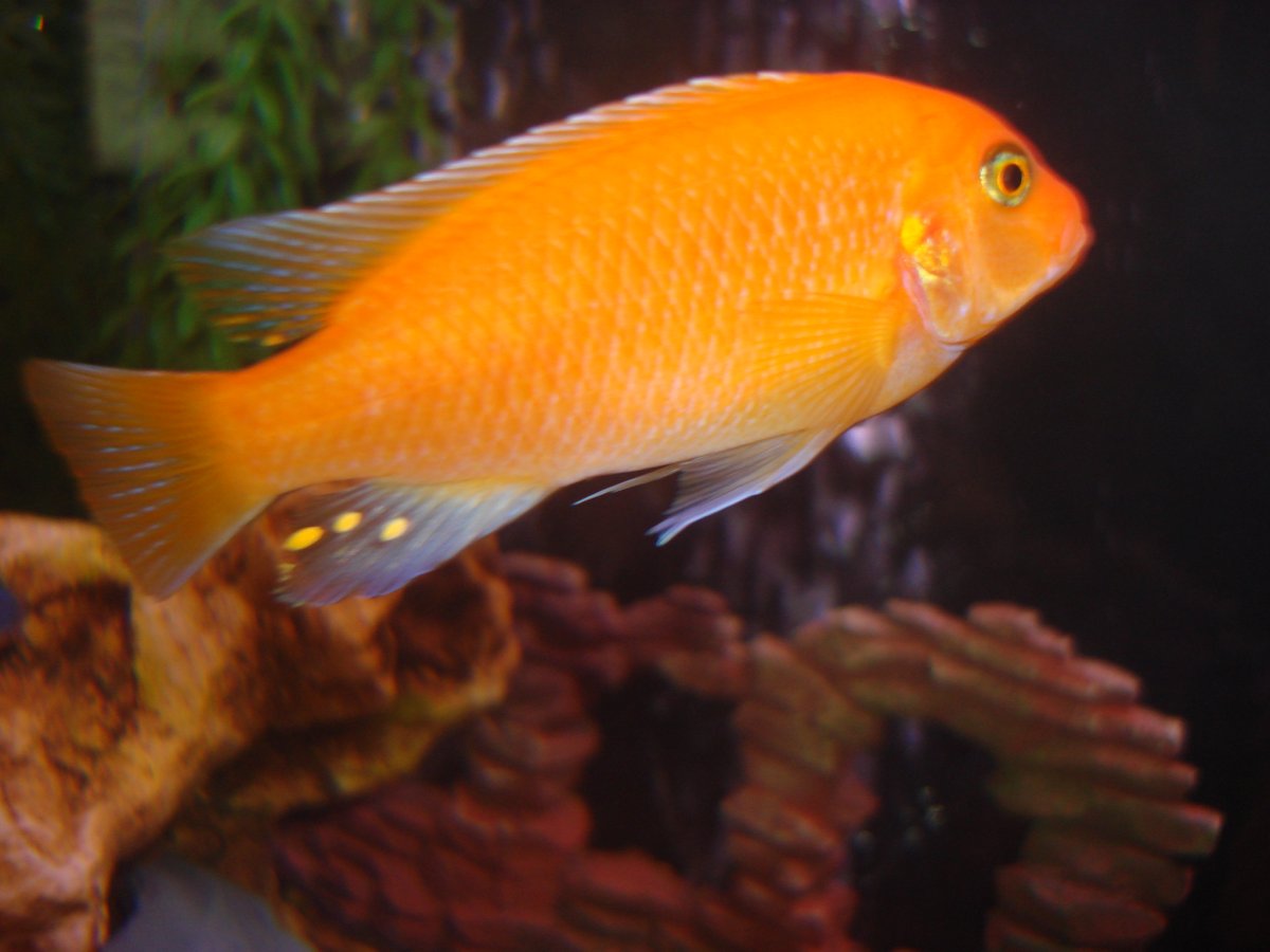 Цихлида Псевдотрофеус Зебра красная