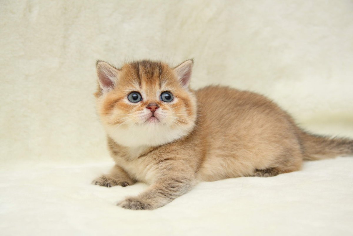 Британская Золотая шиншилла