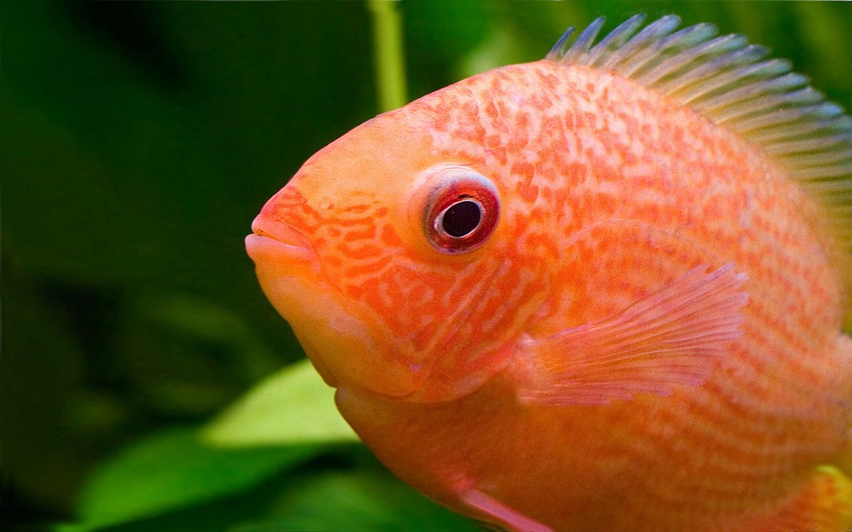 Цихлида Аулонокара Майланда