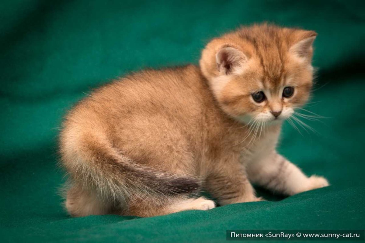 Британская Золотая шиншилла