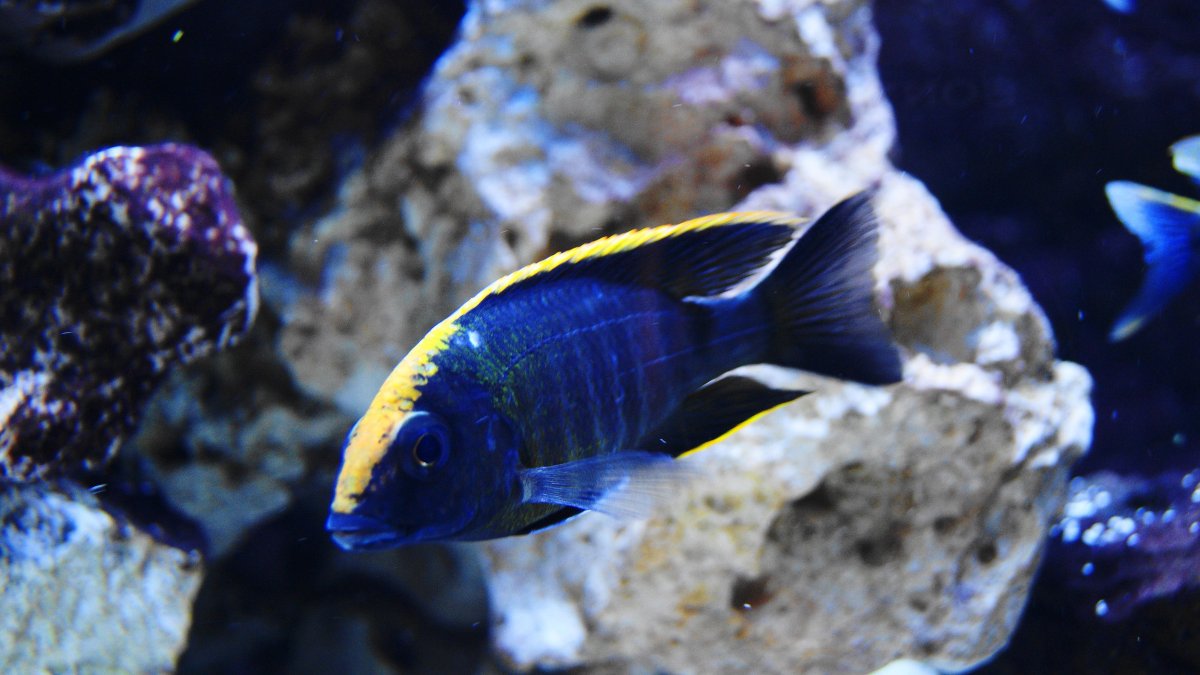 Красные цихлиды Малави