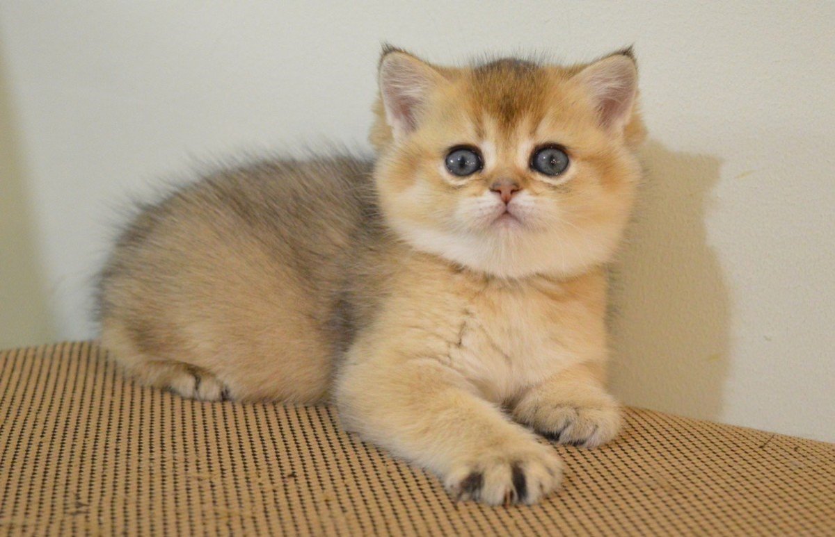 Британская короткошёрстная Золотая шиншилла