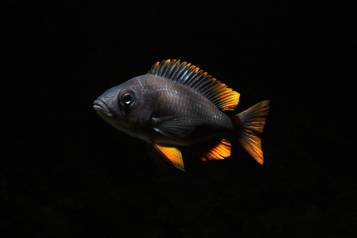 Аулонокара ред Рубин