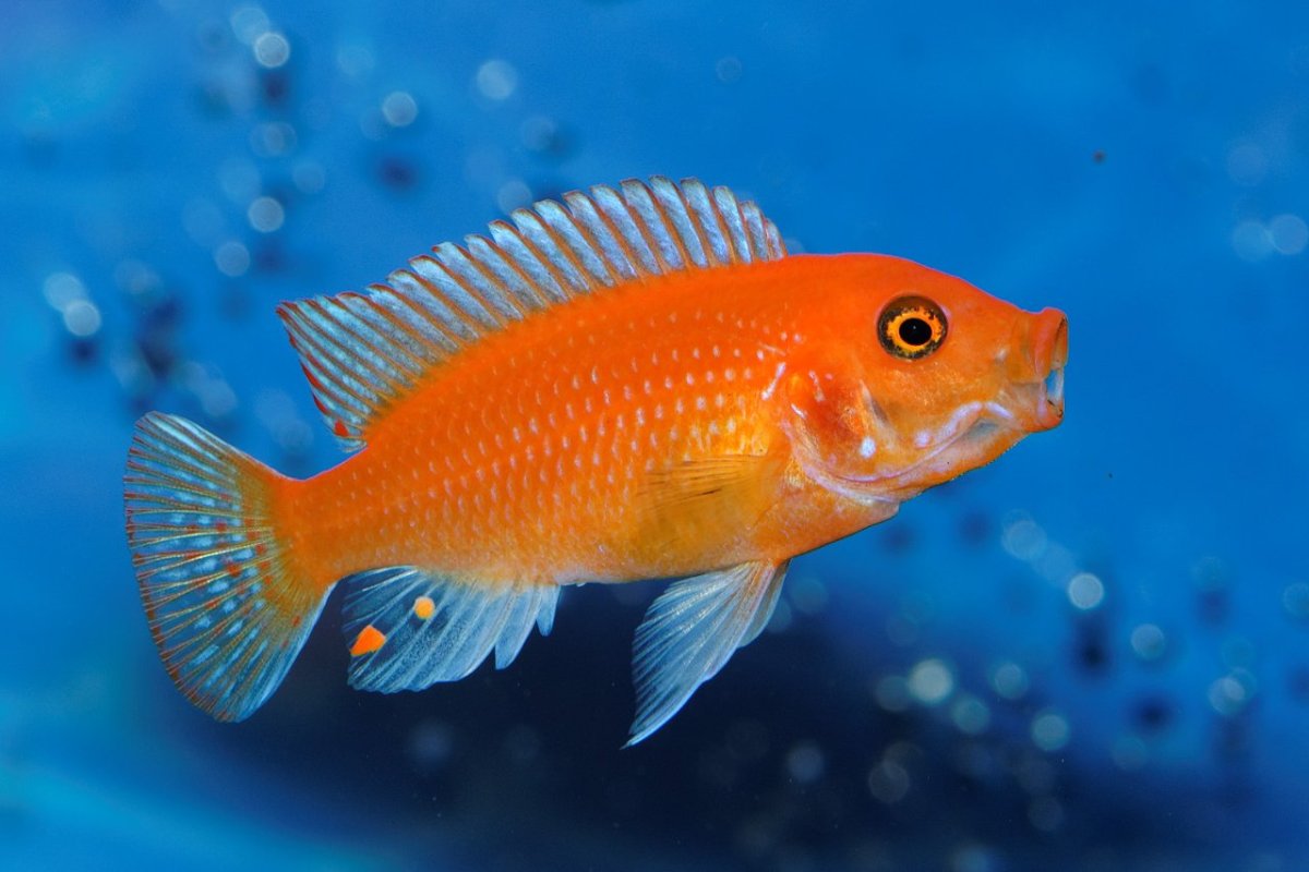 Цихлиды Лабидохромис оранжевый