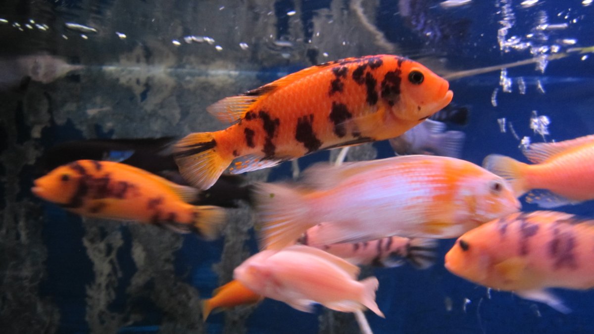 Псевдотрофеус Зебра Мармеладка