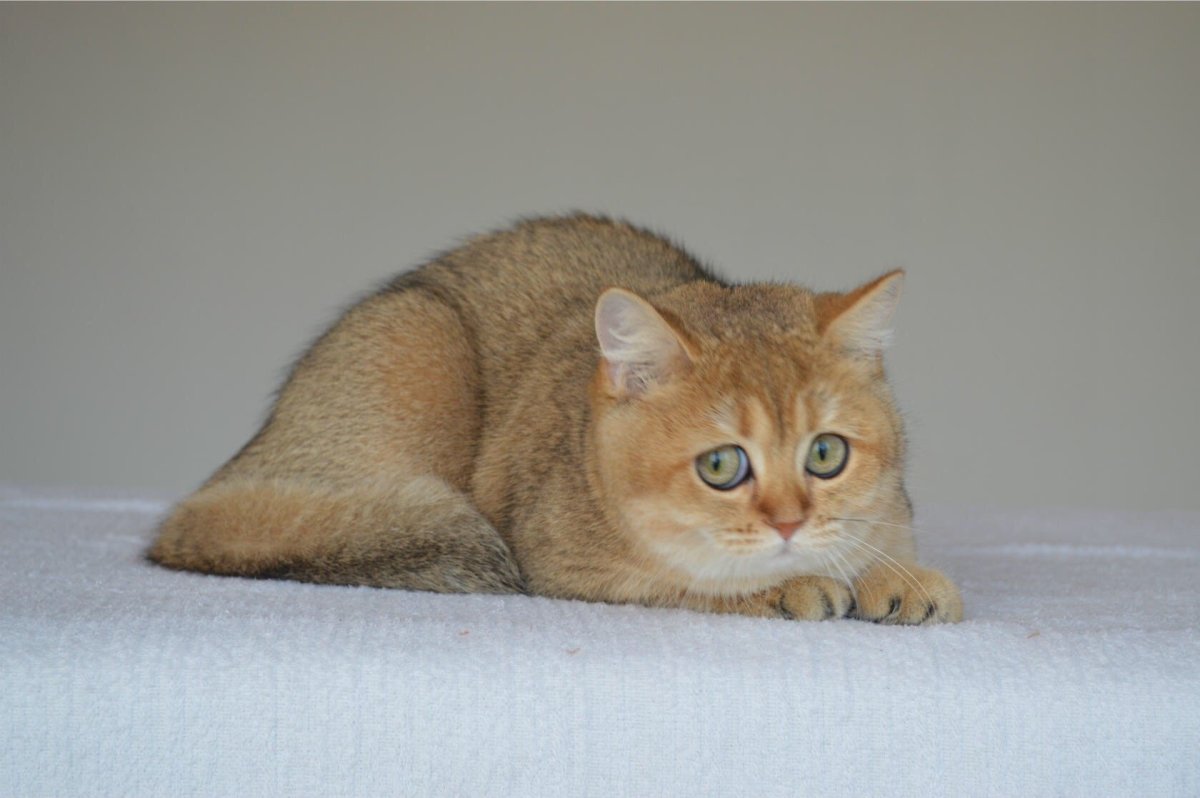 Золотая шиншилла табби кошка