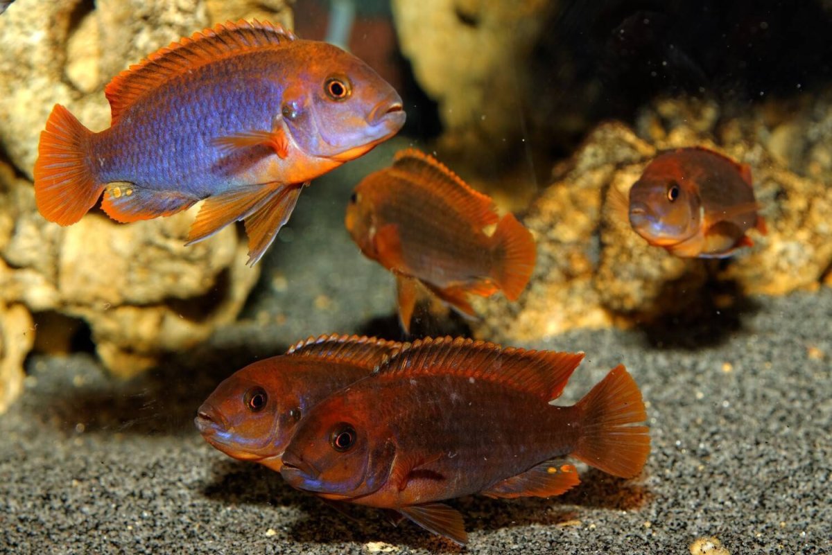 Цихлиды аквариумные рыбки