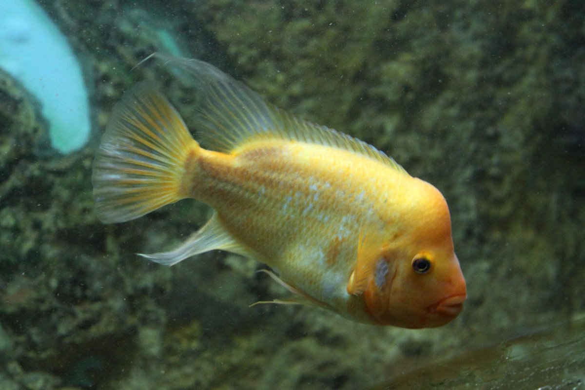 Аквариумные рыбки цихлиды попугаи