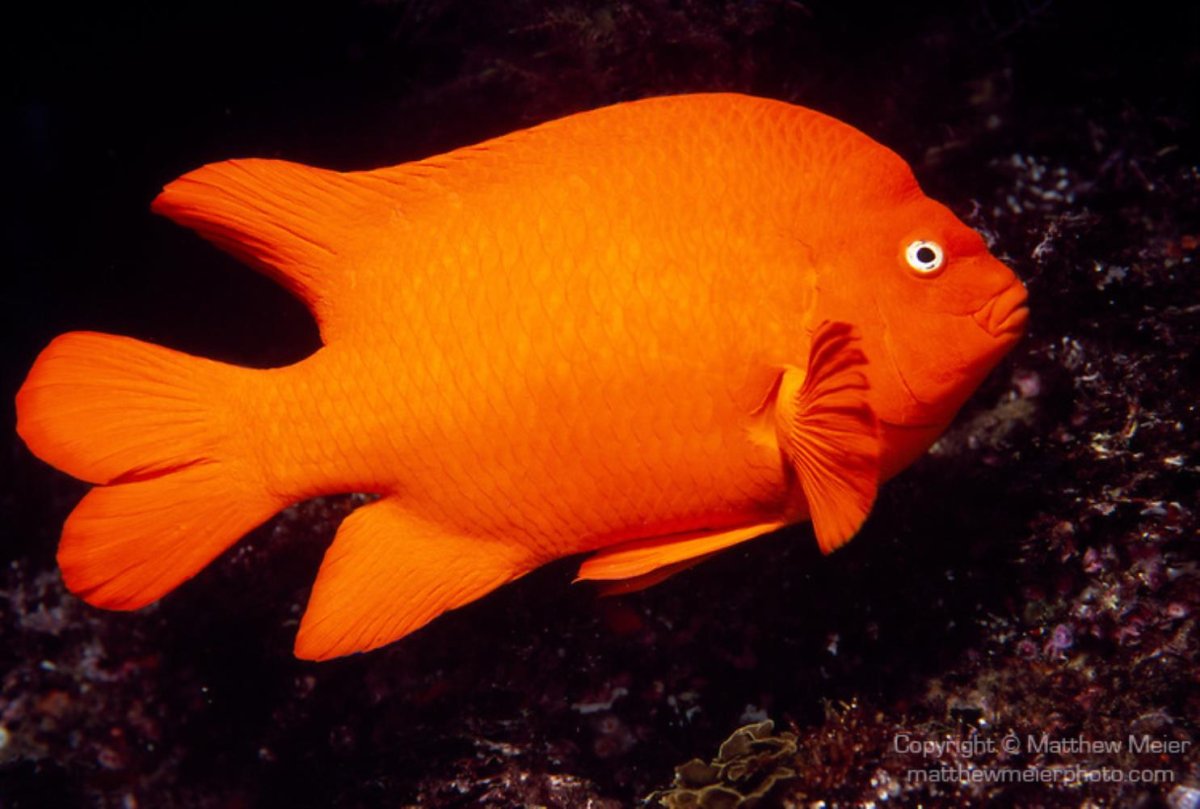 Малавийские цихлиды в аквариуме