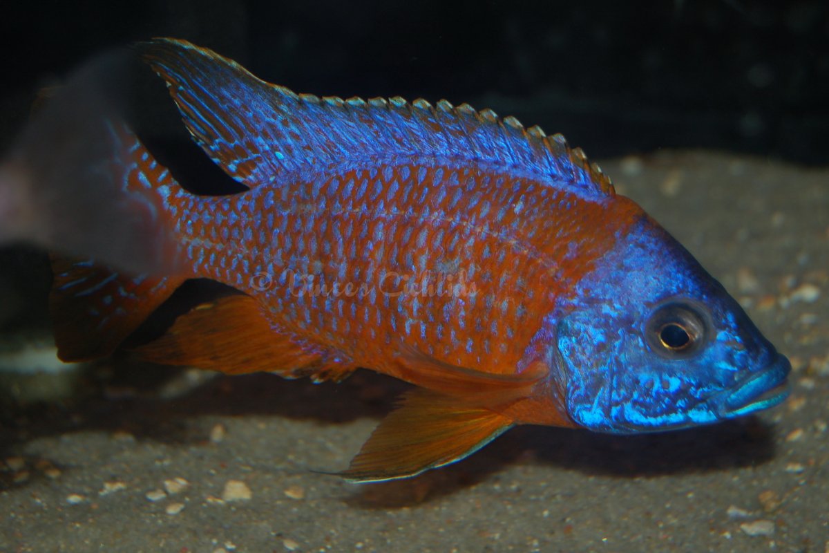 Цихлида попугай красный