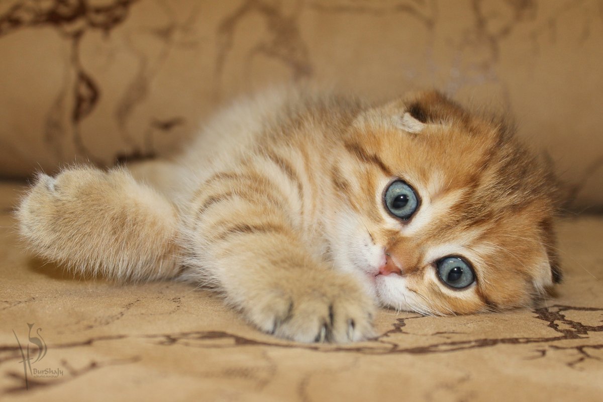 Манчкин Британская шиншилла