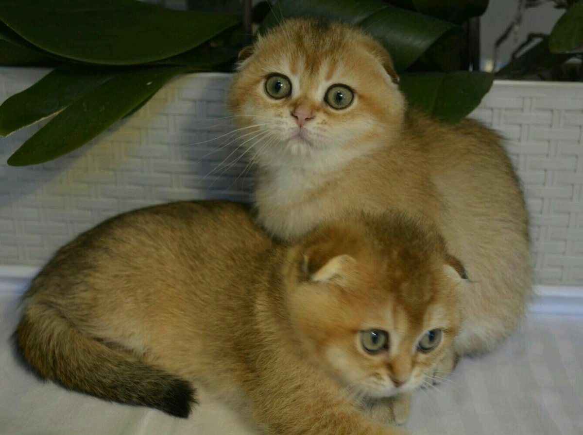 Шотландская Золотая тикированная шиншилла