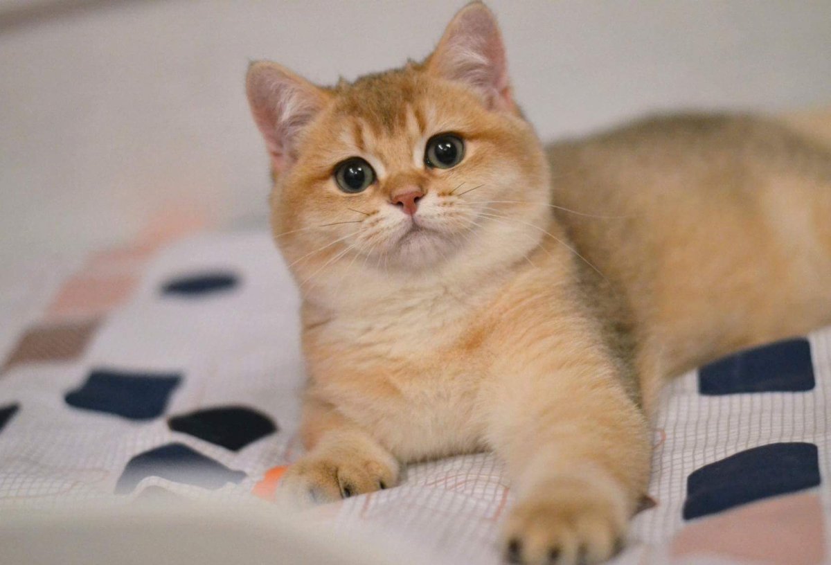 Золотистая шиншилла