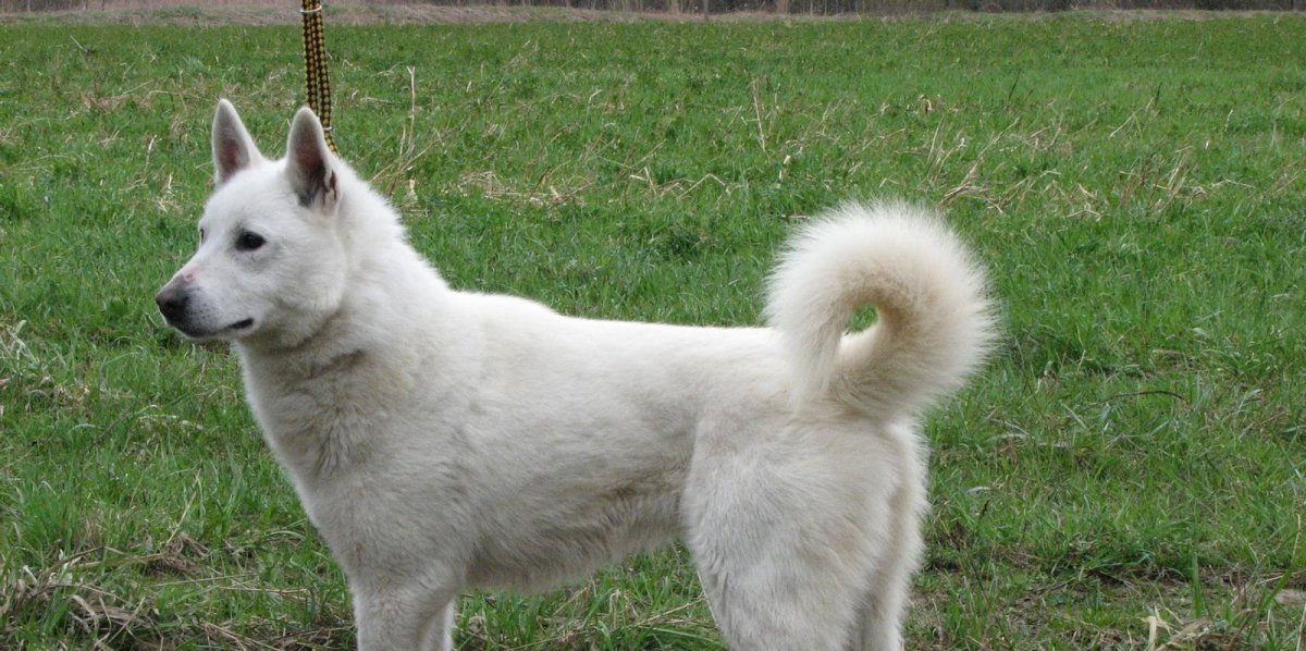 Шведский белый элкхаунд или шведская белая лосиная лайка