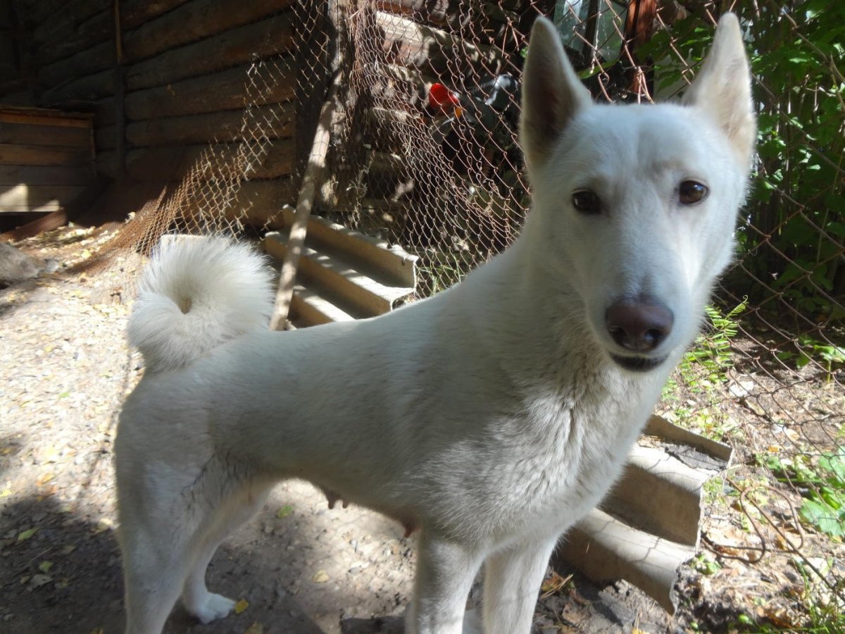 Западно-Сибирская лайка белая