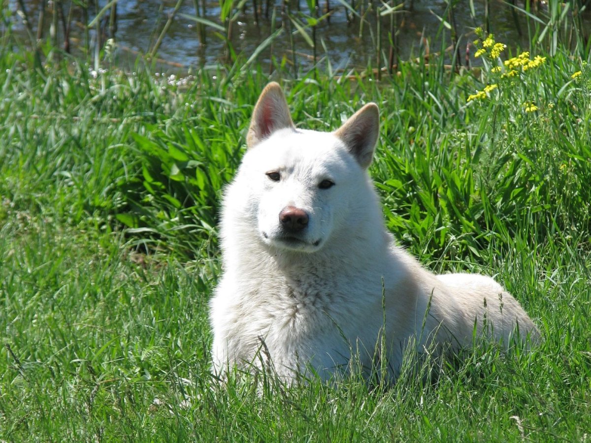 Западно Сибирская лайка
