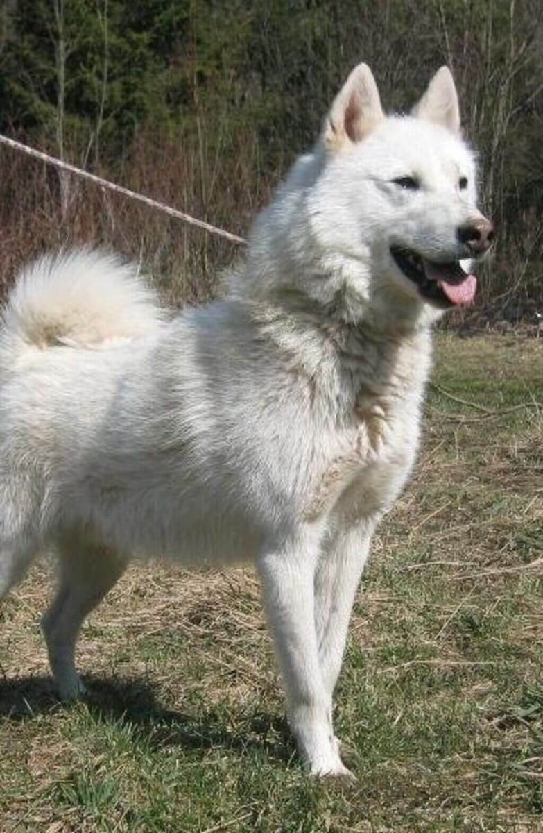 Восточносибирская лайка белая