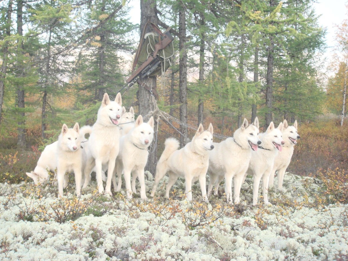 Западносибирская лайка бурая