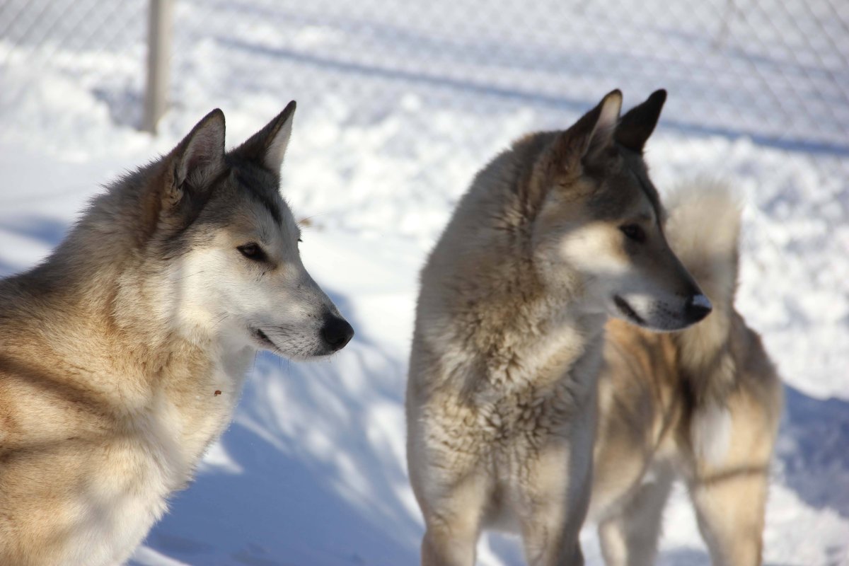 Западносибирская лайка лайки