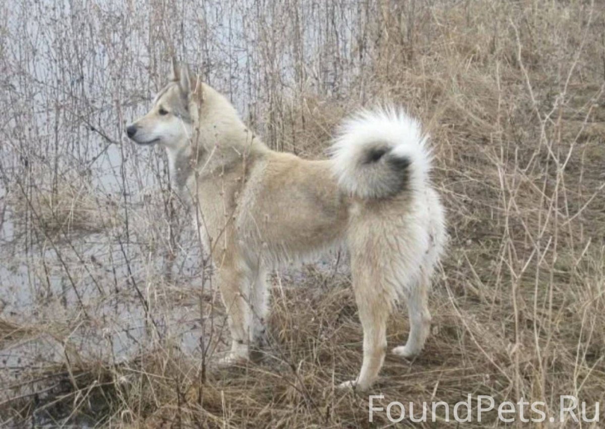 Западно Сибирская лайка палевая