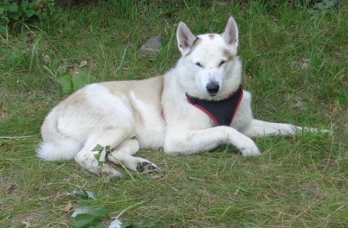 Восточносибирская лайка белая