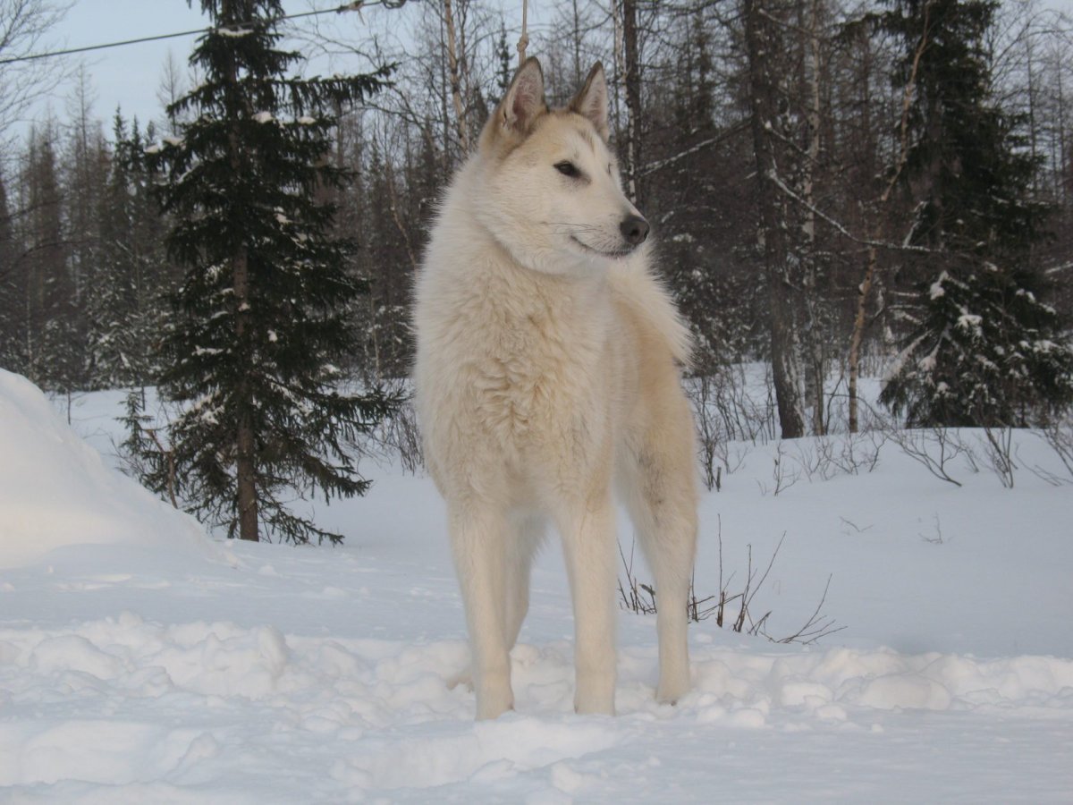 Западно Сибирская лайка длинношерстная