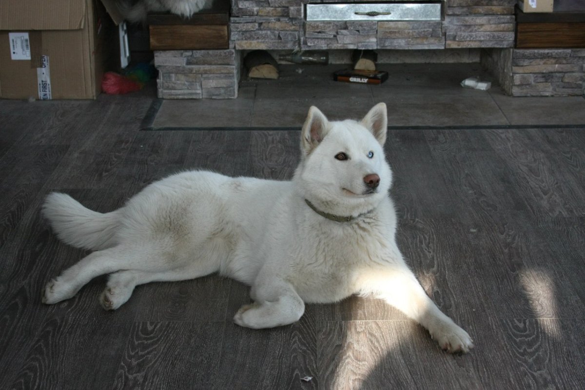 Западно Сибирская лайка белая щенок