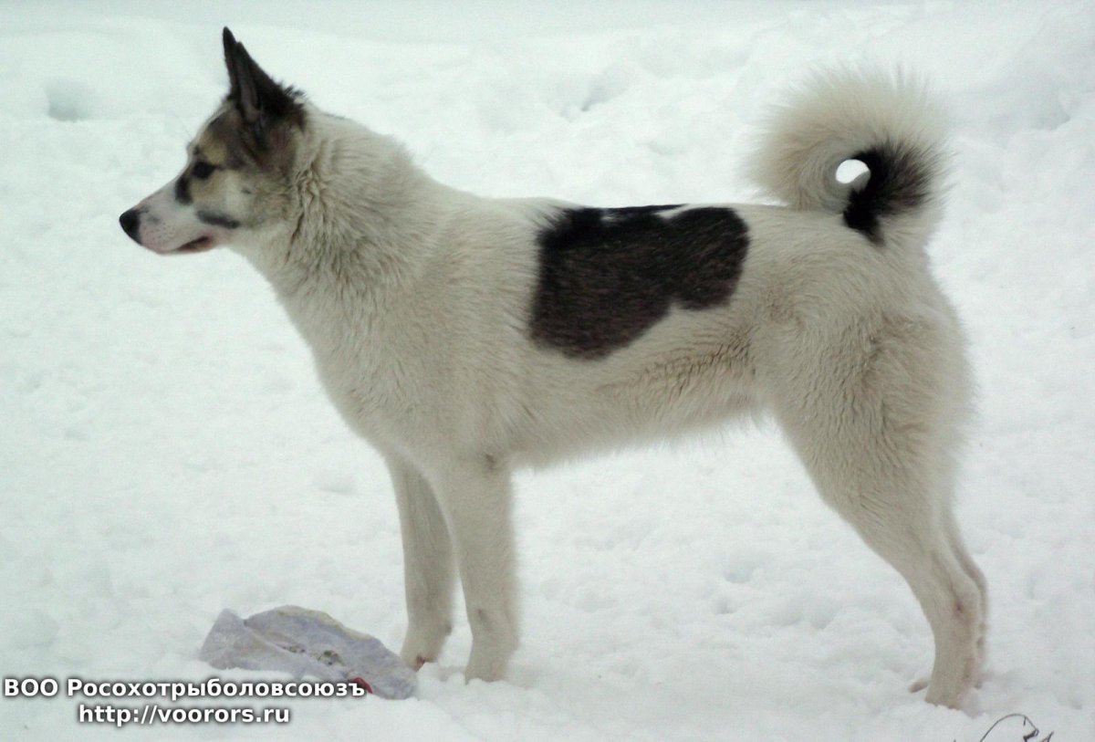 Восточносибирская лайка белая