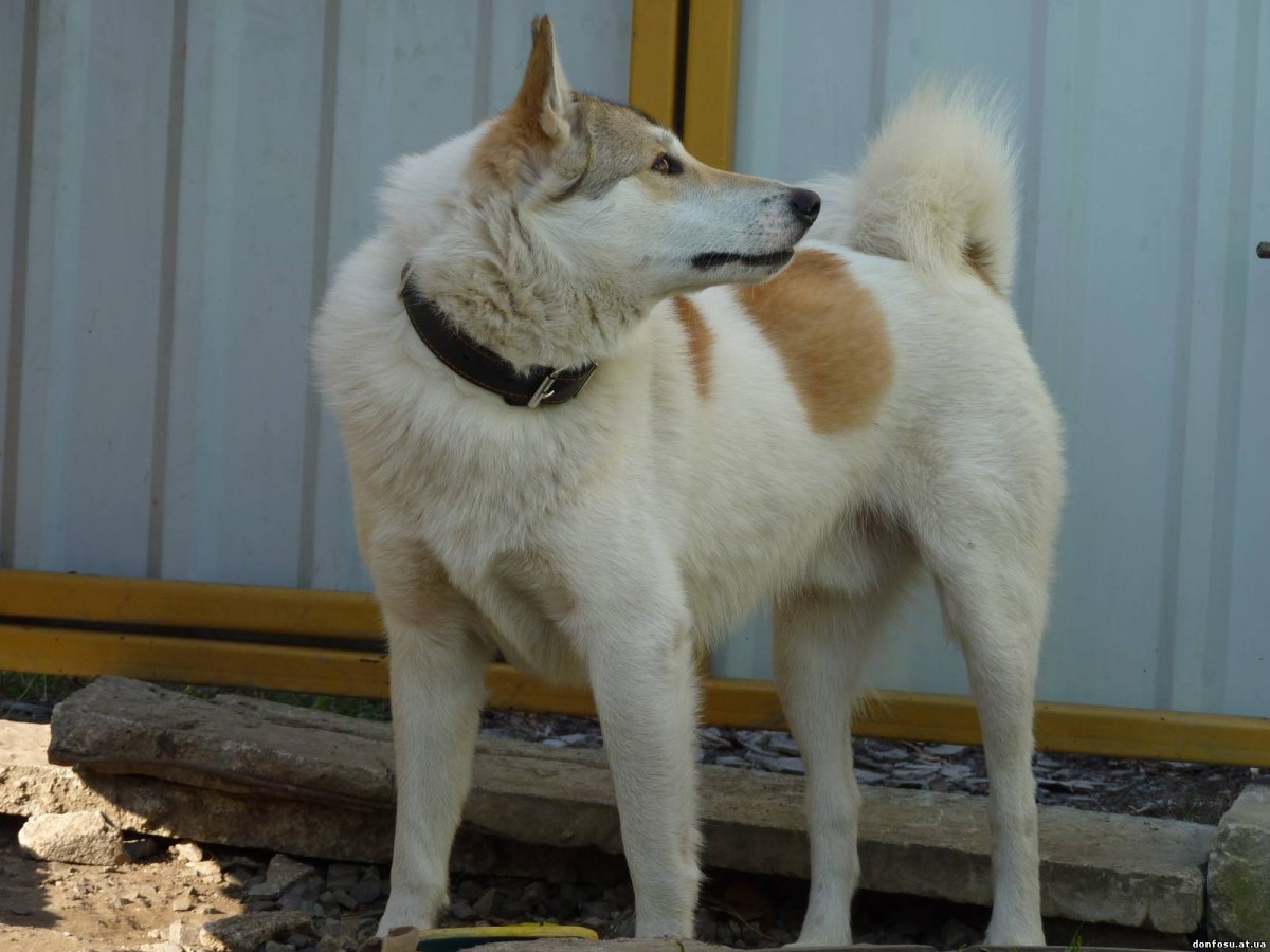 Западно-Сибирская лайка желтая