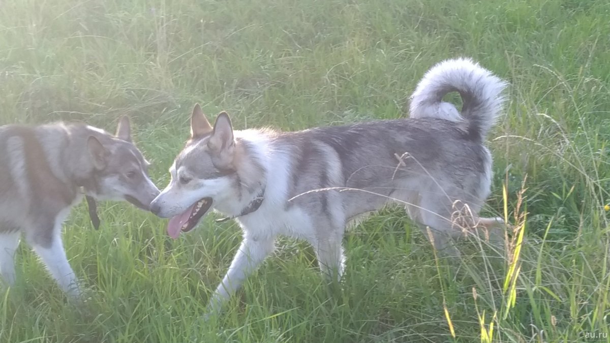 Восточно Сибирская лайка