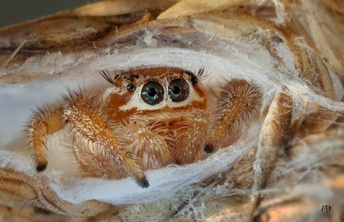 Гнездо паука птицееда