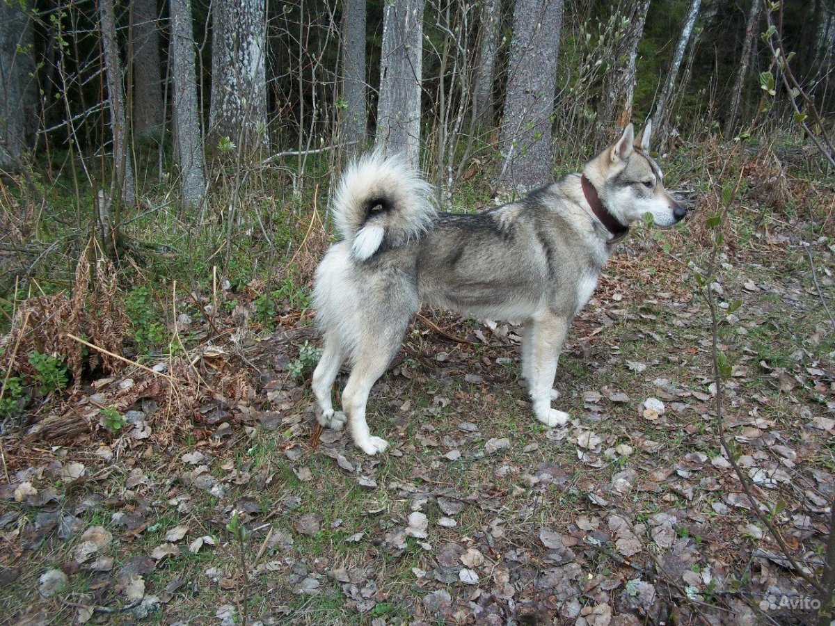 ЗСЛ Искра Долгушина